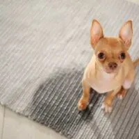 Fawn colored chihuahua sitting on a rug next to a pee spot