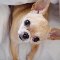 Fawn colored chihuahua laying in white sheets looking up at the camera