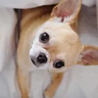 Fawn colored chihuahua laying in white sheets looking up at the camera