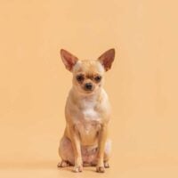 Fawn colored chihuahua sitting on a peach colored background.