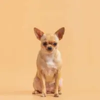 Fawn colored chihuahua sitting on a peach colored background.