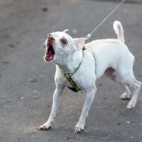 White chihuahua on a leash standing on a sidewalk barking