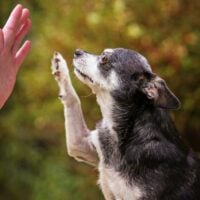 Senior black, white and tan chihuahua giving a person a high five