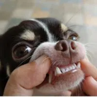Person holding open a chihuahua's mouth to show its teeth