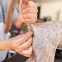 Wet, small dog having its anal glands expressed