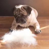 Pug laying on a table looking down on a pile of shedded dog fur