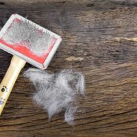 Dog brush and shedded dog hair on a wooden surface