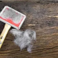 Dog brush and shedded dog hair on a wooden surface