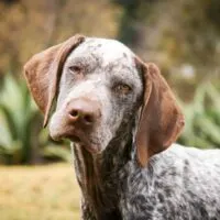 Short haired, brown and white dog with its head tilted to one side