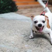White chihuahua on a leash growling