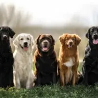 Group of dogs sitting shoulder to shoulder outdoors