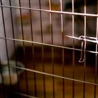 Close up of an empty dog crate