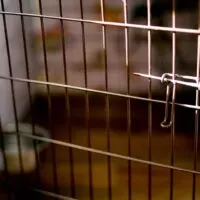 Close up of an empty dog crate