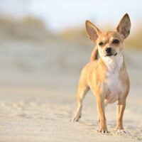 Fawn colored chihuahua on a beach