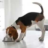 Beagle eating from a dog bowl in a white kitchen