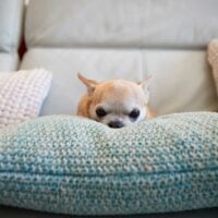 Tan chihuahua laying on a couch pillow looking at the camera