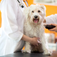 Shaggy tan dog getting shaved