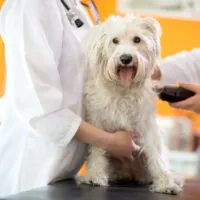 Shaggy tan dog getting shaved