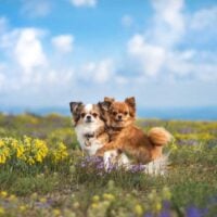 Two long haired chihuahuas in a field of wild flowers