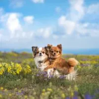 Two long haired chihuahuas in a field of wild flowers
