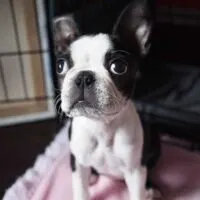 Boston terrier puppy standing in front of a dog crate