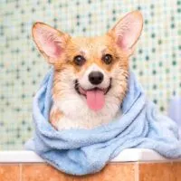 Corgi wrapped in a towel in a bathtub