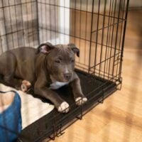 Brown puppy laying in an open dog crate