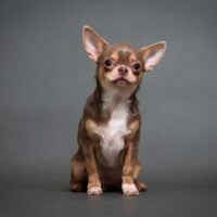 Portrait of a brown, tan and white chihuahua on a grey background