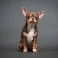 Portrait of a brown, tan and white chihuahua on a grey background
