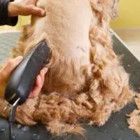 Dog with back to the camera getting shaved