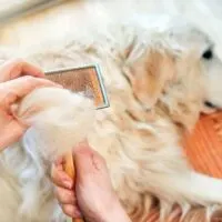Golden retriever laying on its side being brushed
