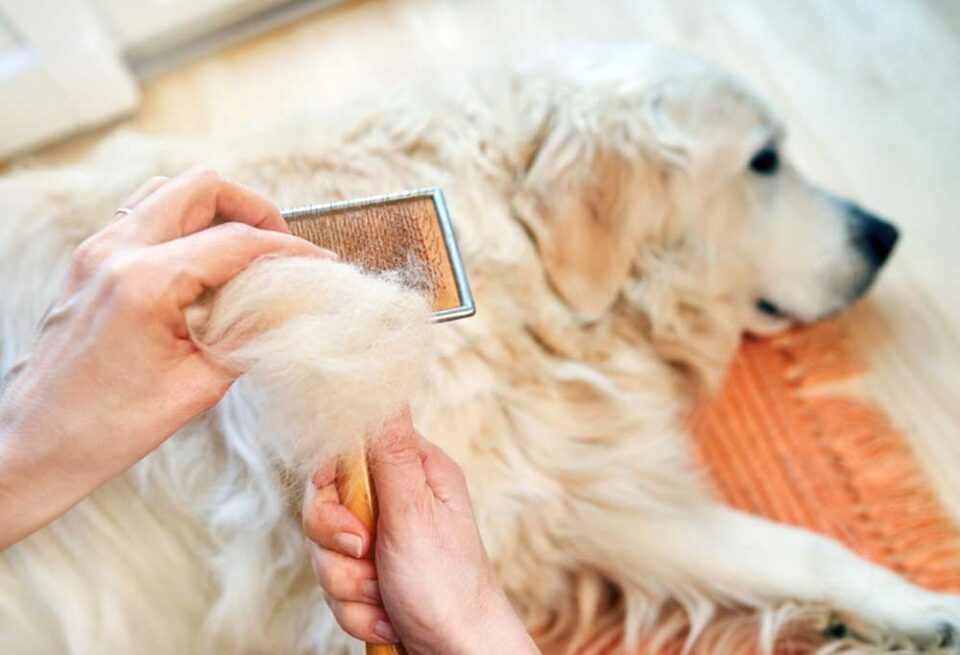 Worst Shedding Dog Breeds