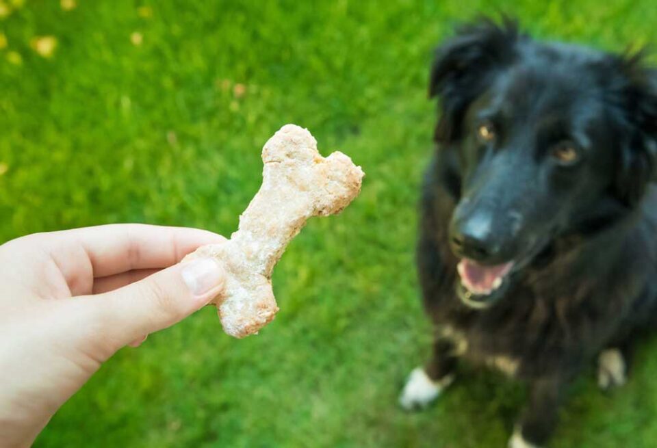 Homemade Probiotic Dog Treats