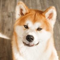 Portrait of an Akita sitting on hard wood floors