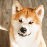 Portrait of an Akita sitting on hard wood floors
