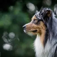 Portrait of an Australian Shepherd outdoors