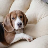 Beagle laying on a dog bed