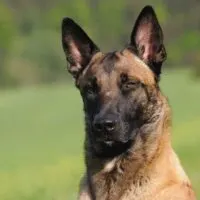 Belgian Malinois sitting in a grass field
