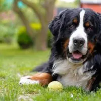 Bernese Mountain dog laying in grass