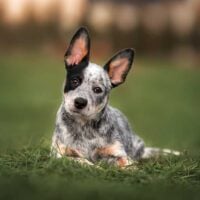 Blue Heeler puppy laying in grass