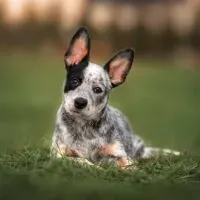 Blue Heeler puppy laying in grass
