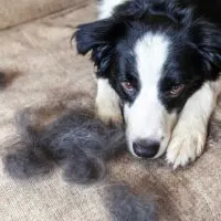 Border collie laying on a dog hair covered couch