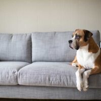 Boxer dog laying on a grey couch