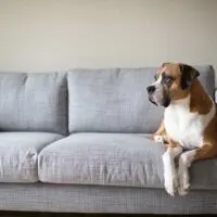 Boxer dog laying on a grey couch