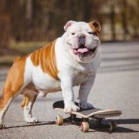 Brown and white bulldog riding a skateboard