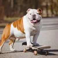 Brown and white bulldog riding a skateboard