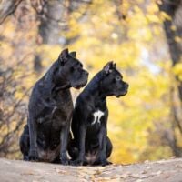 2 Cane Corso sitting outdoors on a path under autumn trees