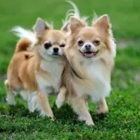 2 long haired chihuahuas standing side by side outdoors