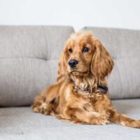 Cocker Spaniel laying on a grey couch