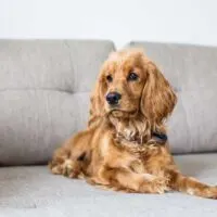 Cocker Spaniel laying on a grey couch